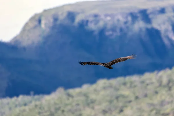 Turkey Vulture Flying Mountains Dusk Species Cathartes Aura Animal World — ストック写真