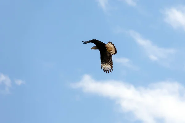 Brazilian Hawk Crested Caracara Also Know Carcara Carancho Flying Hunt — ストック写真