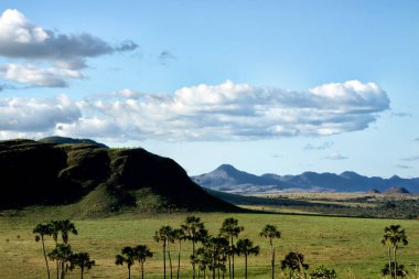 Brezilya 'nın batısındaki cerrrado biyomunun tipik ağaçlarıyla çevrili bir dağ. Manzara. Moriche avuç içi. Chapada. Doğa fotoğrafçısı. Doğada Yaşam