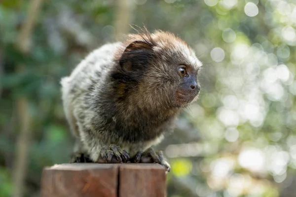 Portrait Black Tufted Marmoset Also Know Mico Estrela Sagui Typical — Stockfoto