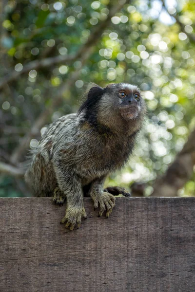 Portrait Black Tufted Marmoset Also Know Mico Estrela Sagui Typical — Fotografia de Stock