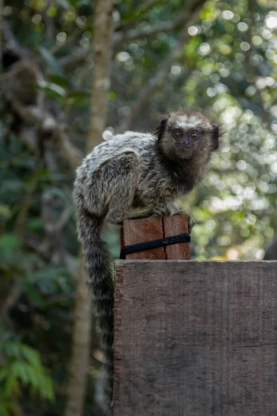 Portrait Black Tufted Marmoset Also Know Mico Estrela Sagui Typical — 스톡 사진