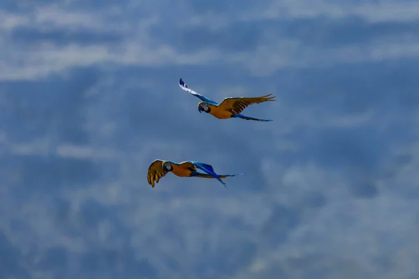 Een Paar Blue Yellow Macaws Tijdens Vlucht Soorten Ara Ararauna — Stockfoto