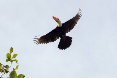 Bir Toco Toucan, Cerrrado Biomu ormanındaki bir ağacın üzerinden uçan Tucano olarak da bilinir. Tür Ramphastos toco. Kuş sever. Kuş gözlemciliği. Kuşçuluk. Hayvan Dünyası.