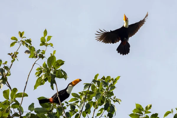 Ένας Toco Toucan Επίσης Γνωστός Tucano Που Πετά Πάνω Από — Φωτογραφία Αρχείου