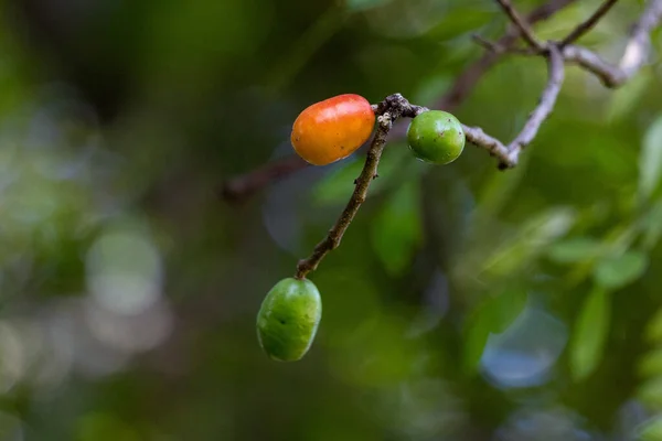 Ett Typiskt Träd Från Central Och Sydamerika Spondias Purpurea Frukter — Stockfoto