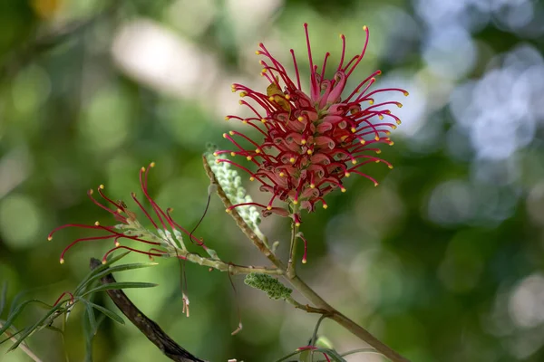 Canlı bir Grevillea çiçeği. Brezilya 'nın orta batısında da bir Avustralya yerli kırmızı çiçeği bulundu. Tür Grevillea banksii. Şaşırtıcı doğa..