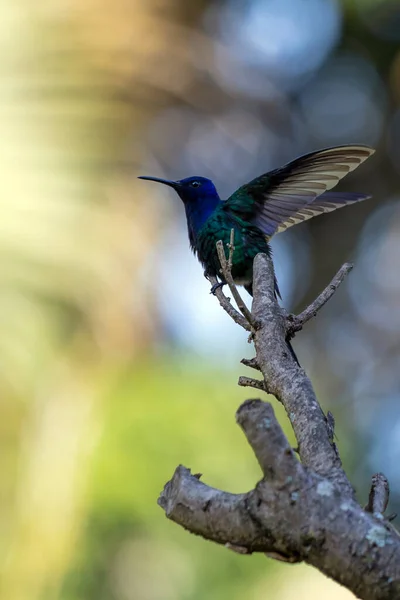 Swallow Tailed Hummingbird Perched Branch Tree Forest Its Tail Resembles — ストック写真