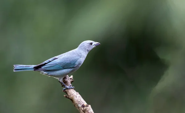 Pássaro Cinzento Sayaca Tanager Também Conhecido Como Sanhaco Cinza Empoleirado — Fotografia de Stock