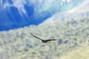 Alacakaranlıkta dağların üzerinden uçan bir akbaba. Tür Cathartes aura. Hayvanlar Dünyası. Kuş sever. Kuş gözlemciliği. kuşçuluk.