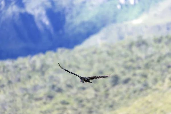 Buitre Pavo Sobrevolando Las Montañas Atardecer Species Cathartes Aura Mundo —  Fotos de Stock