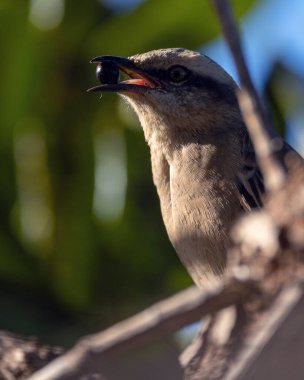 Tebeşir kaşlı alaycı kuş ya da meyve yiyen 