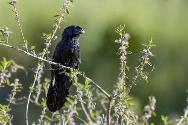 Pürüzsüz gagalı Ani, Anu 'nun ağaçta tünemiş bir böcek yediğini de biliyor. Specie Crotophaga ani. Kuş gözlemciliği. Hayvanlar Dünyası. Kuş sever..