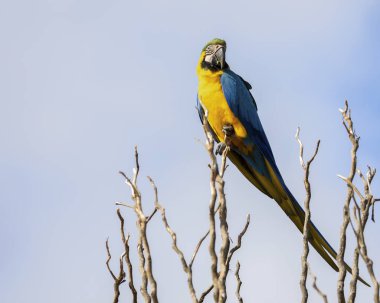 Bir ağaç dalına konmuş mavi ve sarı bir papağan. Species Ara ararauna, Arara Canide olarak da bilinir. Güney Amerika 'nın en büyük papağanıdır. Kuş gözlemciliği. Bir sevgili.