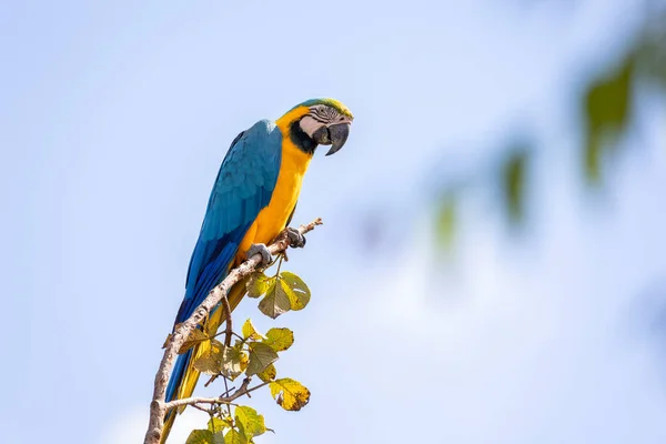 Blue Yellow Macaw Perched Tree Branch Species Ara Ararauna Also — Photo