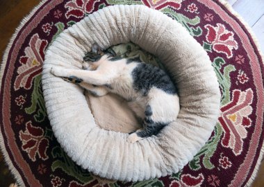 Yatağında uyuyan bir kedinin portresi. Üst Manzara. Gri ve beyaz benekli bir erkek kedi uyuyor. Hayvanlar Dünyası. Hayvan sever. Kedi sever. Amerikan Tel Saçları.