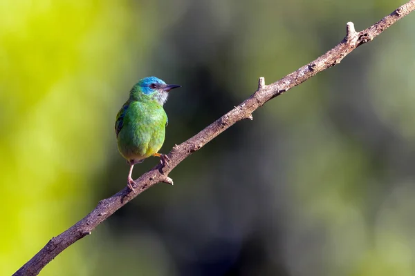 Turkoois Vogel Uit Brazilië Een Vrouwtje Van Blue Dacnis Ook — Stockfoto