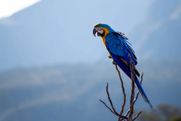 Aras Bleu Jaune Perché Sur Une Branche Arbre Espèce Ara — Photo