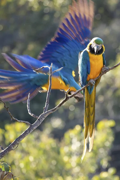 Ein Blauer Und Gelber Ara Thront Auf Einem Ast Die — Stockfoto