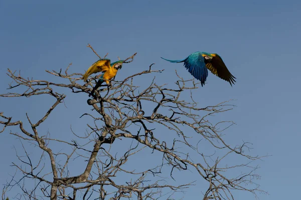 Two Blue Yellow Macaws Perched Tree Branch Species Ara Ararauna —  Fotos de Stock