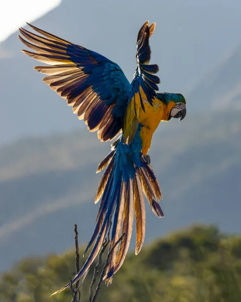 Blue Yellow Macaw Flying Species Ara Ararauna Also Know Arara — Photo