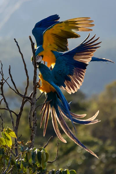 Two Blue Yellow Macaws Perched Tree Branch Species Ara Ararauna — Zdjęcie stockowe