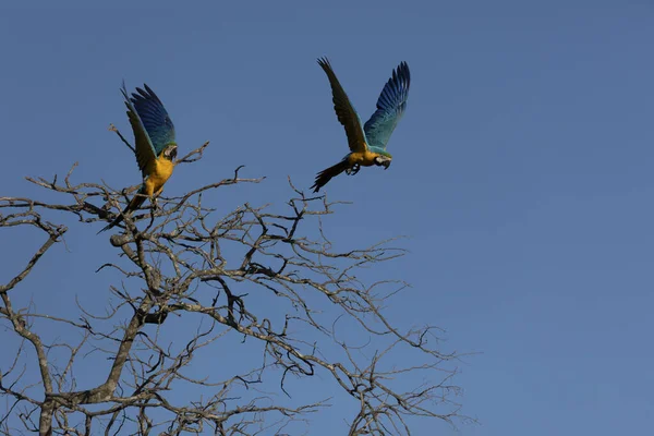 Two Blue Yellow Macaws Perched Tree Branch Species Ara Ararauna — 스톡 사진