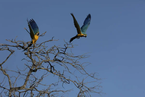 Dos Guacamayos Azules Amarillos Posados Una Rama Árbol Especie Ara —  Fotos de Stock