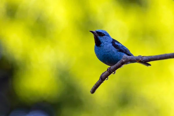 Turquoise bird from Brazil. A male of Blue Dacnis also know as Sai-azul perched on the branches of a tree. Species  Dacnis cayana. Animal world. Birdwatching.  Birding.