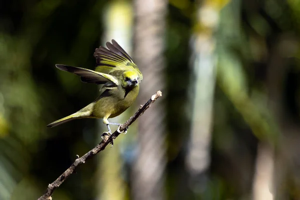 Green Bird Palm Tanager Also Know Sanhaco Coconut Tanager Perched — Fotografia de Stock