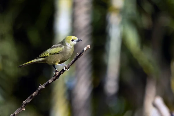 Green Bird Palm Tanager Also Know Sanhaco Coconut Tanager Perched — 스톡 사진