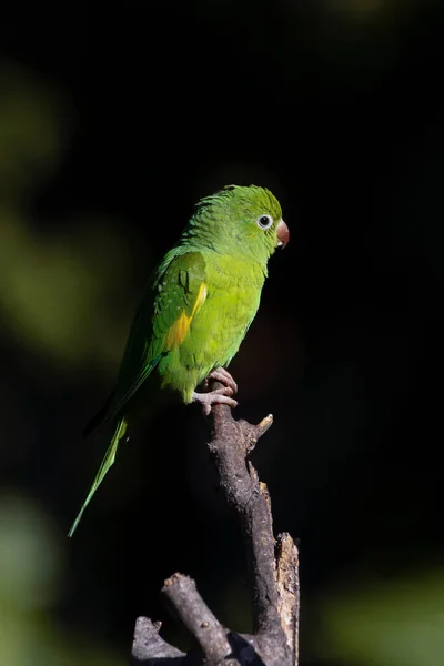 Plain Parakeet Perched Branch Species Brotogeris Chiriri Typical Parakeet Brazilian —  Fotos de Stock