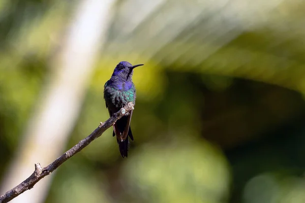 Beija Flor Cauda Andorinha Empoleirado Ramo Uma Árvore Floresta Sua — Fotografia de Stock