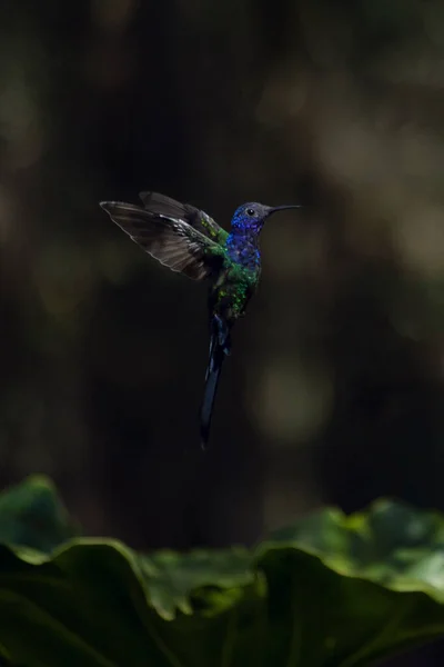 Flight Swallow Tailed Hummingbird Standing Air Brazilian Savannah Purple Bird — стоковое фото