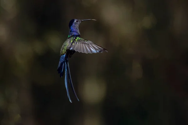 Flight Swallow Tailed Hummingbird Standing Air Brazilian Savannah Purple Bird — ストック写真