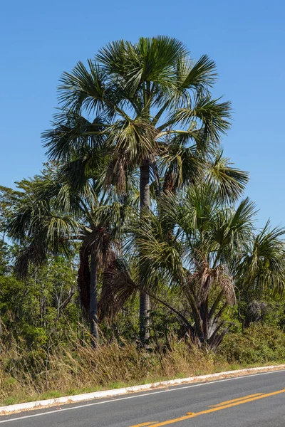 Moriche Palm Side Highway Specie Mauritia Flexuosa — Stockfoto