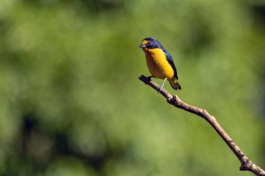 Bir ağaç dalına tünemiş gaturamo olarak bilinen tropikal bir kuş. Yeşil arka plan, Tür Euphonia ihlali. Kuş gözlemciliği. Hayvanlar Dünyası. Sarı kuş..