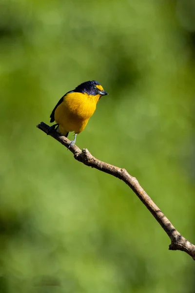 Pássaro Tropical Eufonia Violácea Como Conhecido Como Gaturamo Empoleirado Uma — Fotografia de Stock