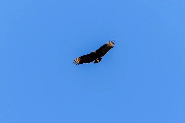 American Black Vultures Also Know Urubu Flying Blue Sky Species — ストック写真