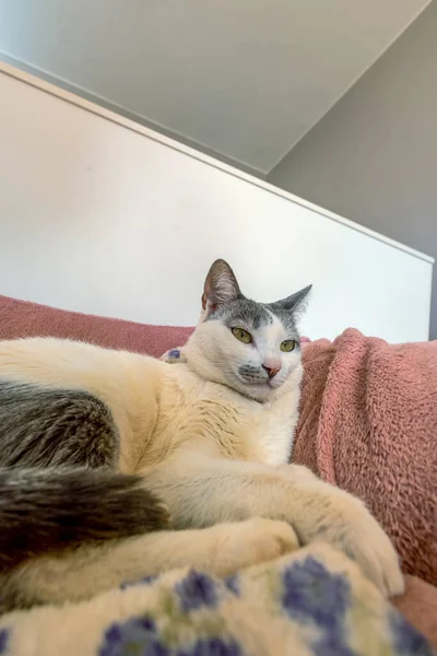 White Female Cat Gray Ear Lying Her Bed Animal World — Stock Photo, Image