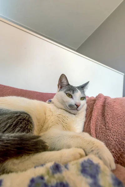 White Female Cat Gray Ear Lying Her Bed Animal World — Photo