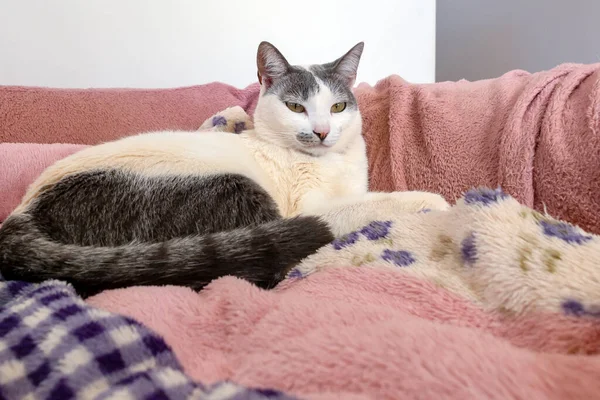 White Female Cat Gray Ear Lying Her Bed Animal World — Fotografia de Stock