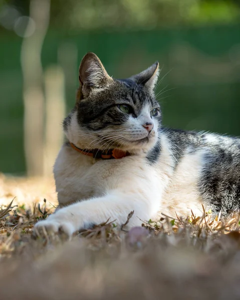 家の庭の芝生の上にはオスのタビー猫が横たわっていた 動物界 ペット好き 猫好き アメリカンワイヤーヘア — ストック写真