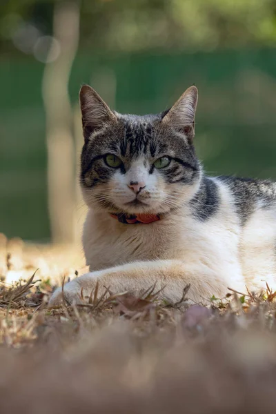 Ein Männlicher Tabby Kater Liegt Auf Dem Gras Garten Des — Stockfoto