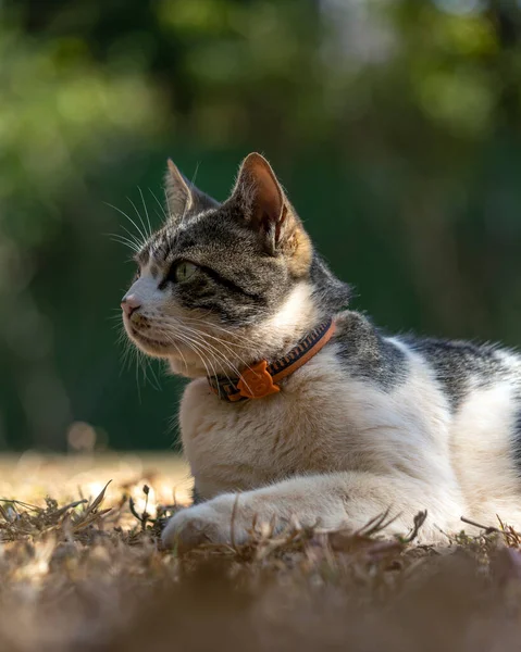 一只雄性胖胖的猫躺在房子花园里的草地上 动物世界宠物情人 爱猫的人美式长发 — 图库照片
