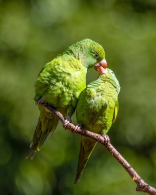 A couple dating from Plain Parakeet perched on branch. Species Brotogeris chiriri. It is a typical parakeet of the Brazilian forest. Birdwatching. Birding. Parrot. Valentine's Day. Kisses.