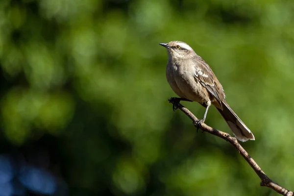 粉笔色的嘲鸟或 Sabia Campo 栖息在一棵树上 这是一种典型的来自巴西中南部地区的鸟类 物种Mimus Saturninus 鸟在乱跑观鸟 — 图库照片