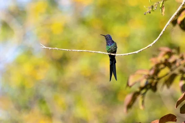 Koliber Jaskółkoogonowy Usiadł Gałęzi Drzewa Lesie Jego Ogon Przypomina Nożyczki — Zdjęcie stockowe