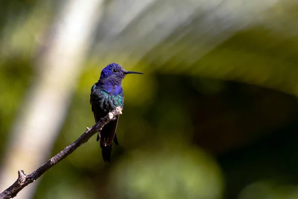 Nielenhäntäinen Kolibri Kyyristyi Metsän Puun Oksalla Sen Pyrstö Muistuttaa Saksia — kuvapankkivalokuva