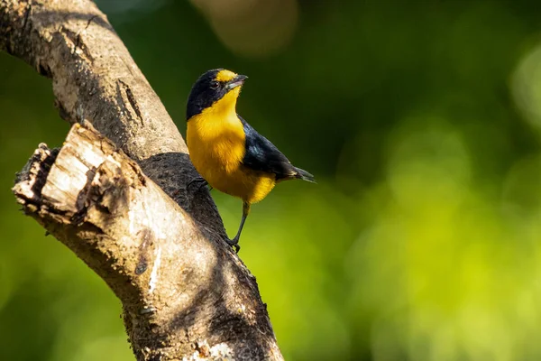 Tropical Bird Violaceous Euphonia Know Gaturamo Perching Branch Tree Green — Stock Photo, Image